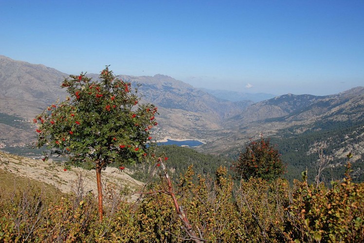 Corse- Région Niolo/Valdu Niellu- Berg. de Chiarasgioli- Crête Petra â Rasa [oct 2011 et août 2015]