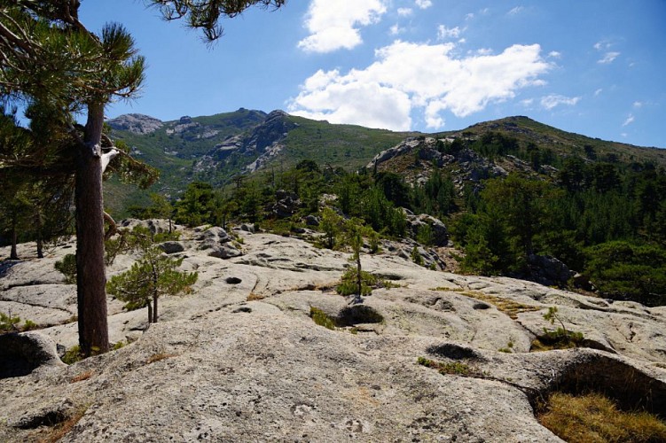 Corse- Région Niolo/Valdu Niellu- Berg. de Chiarasgioli- Crête Petra â Rasa [oct 2011 et août 2015]