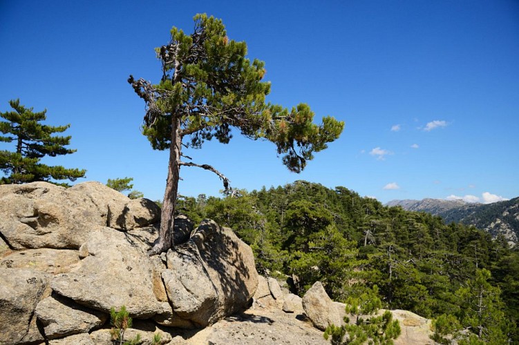 Corse- Région Niolo/Valdu Niellu- Berg. de Chiarasgioli- Crête Petra â Rasa [oct 2011 et août 2015]