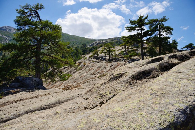 Corse- Région Niolo/Valdu Niellu- Berg. de Chiarasgioli- Crête Petra â Rasa [oct 2011 et août 2015]