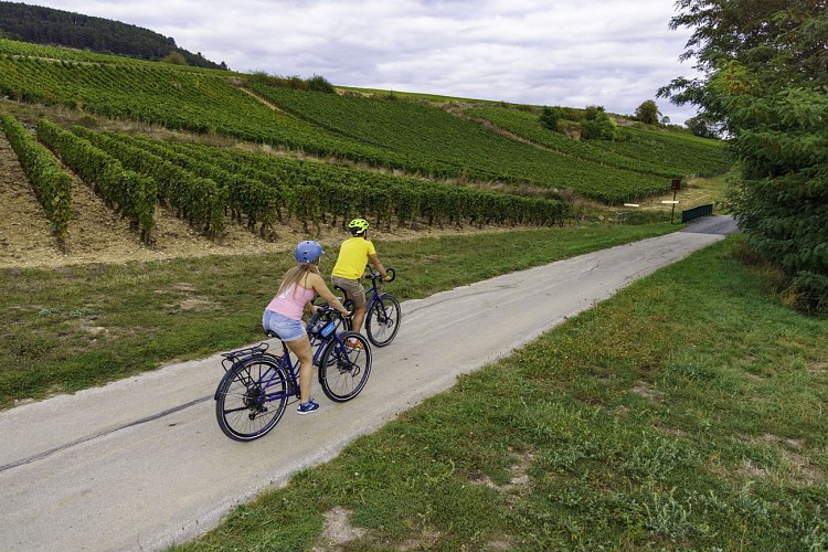 Le vignoble des Maranges