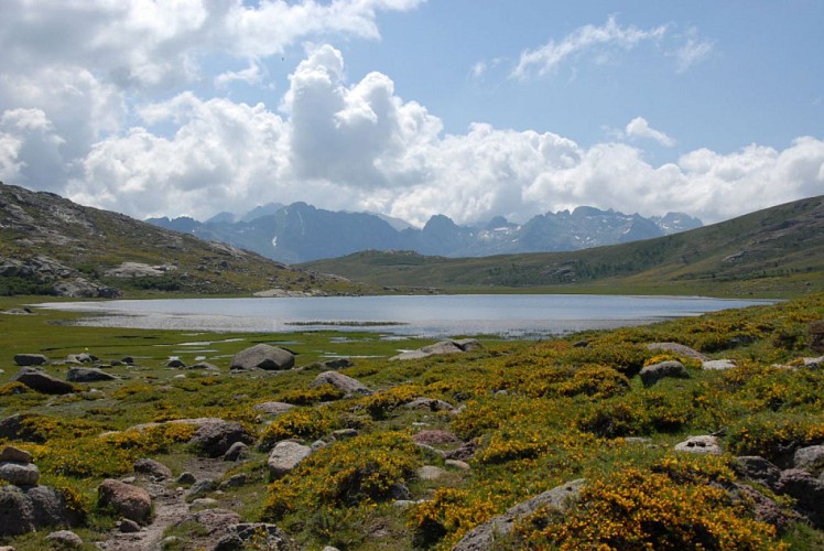Corse- Région Niolo/Valdu Niellu/Campotile- Lac de Nino depuis Col de Vergio [juillet 2010]