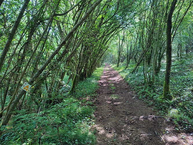 Cheissoux - Sur le chemin de Barabant au Moulin de la Farge - Pays Monts et Barrages - Aurélien Clavreul