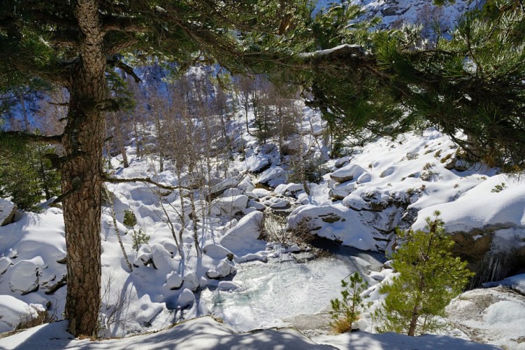 Le Golo en aval de la cascade