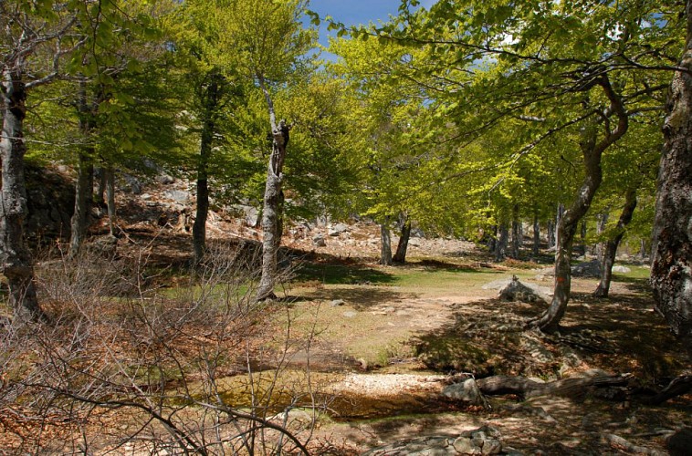 Corse- Région Bastelica/Val d'Ese- Punta Scaldasole- Pozzi [mai 2011]