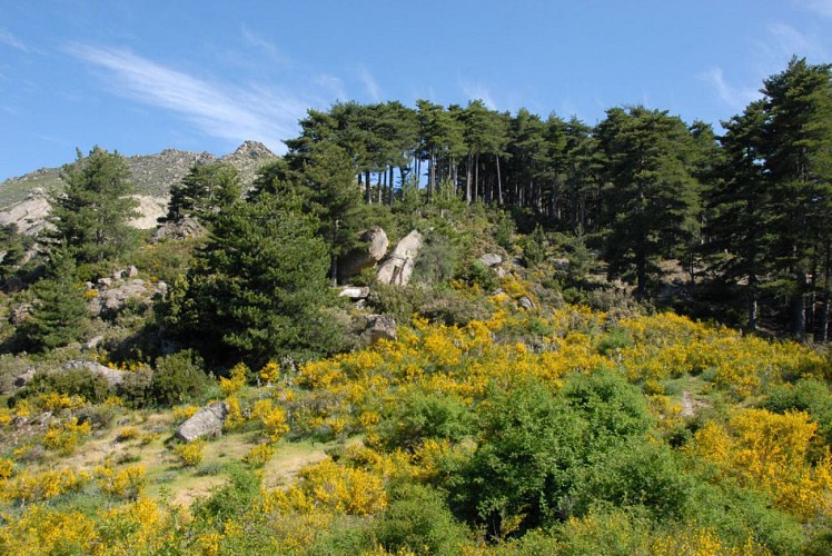 Corse- Région Bastelica- Pozzolo [mai 2009]