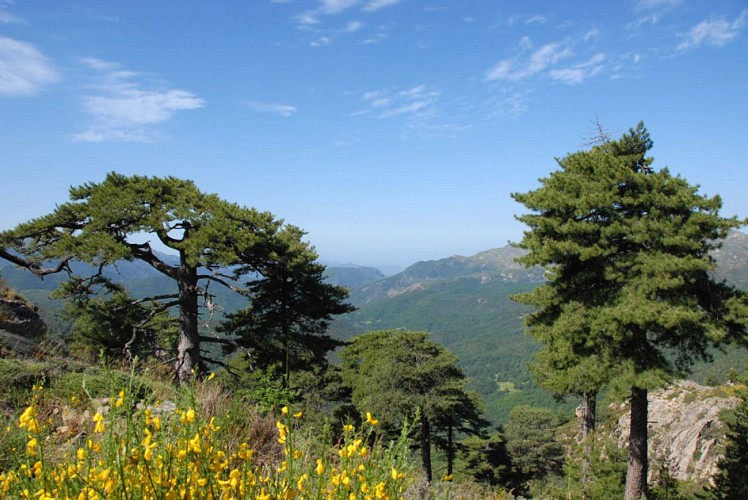 Corse- Région Bastelica- Pozzolo [mai 2009]
