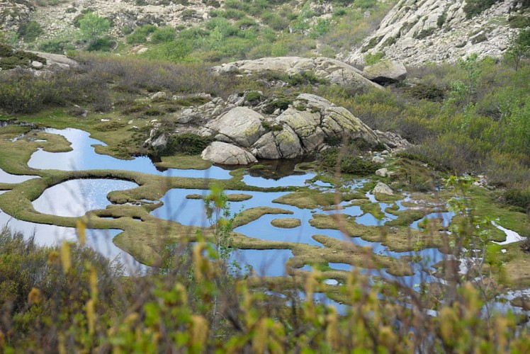 Corse- Région Bastelica- Pozzolo [mai 2009]