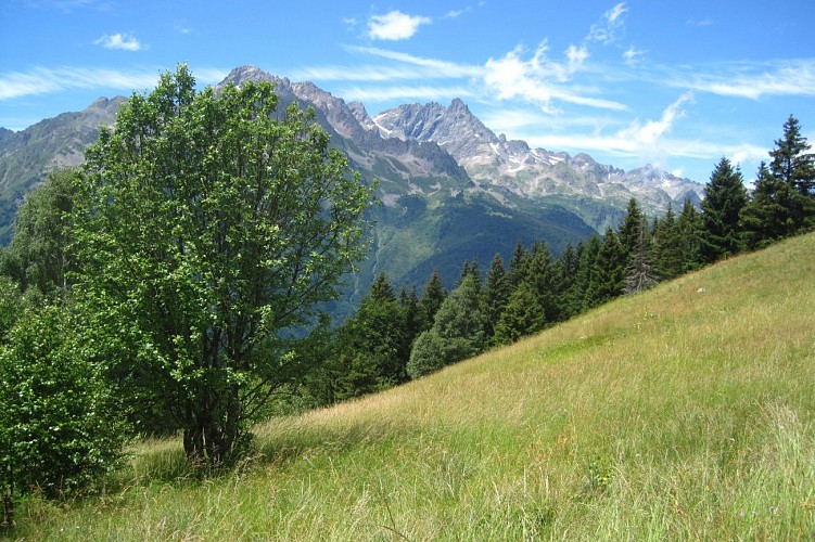 Clairière du Pré de la Pierre