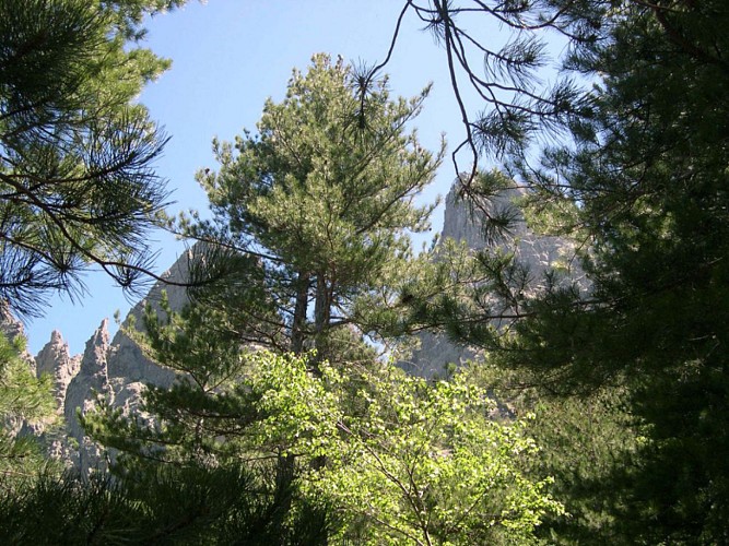 Corse- Région Bavella/massif nord- Refuge d'Assinau