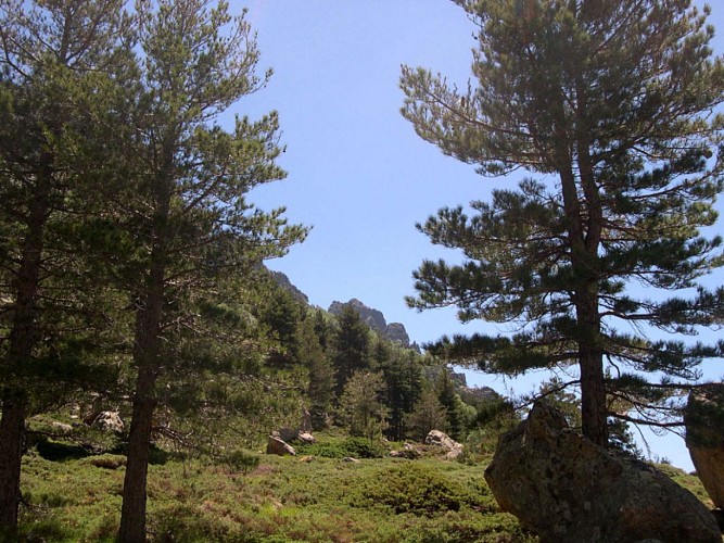 Corse- Région Bavella/massif nord- Refuge d'Assinau