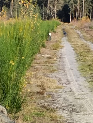 Chemin du Puet