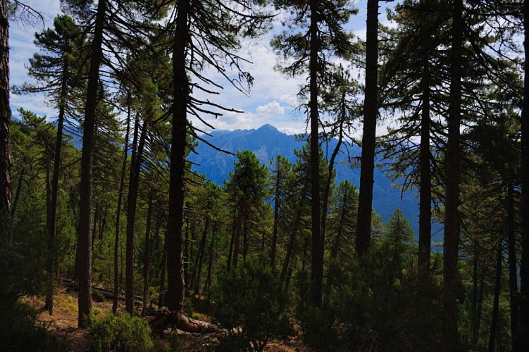 Corse- Région Cinarca- Capo Grosso [septembre 2015]