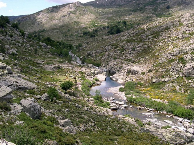Corse- Région Cortenais- Haut Tavignano- Berg.  Ghjalichellu- Pianu di Campotile [juin 2006]