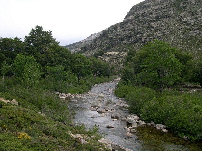 Corse- Région Cortenais- Haut Tavignano- Berg.  Ghjalichellu- Pianu di Campotile [juin 2006]