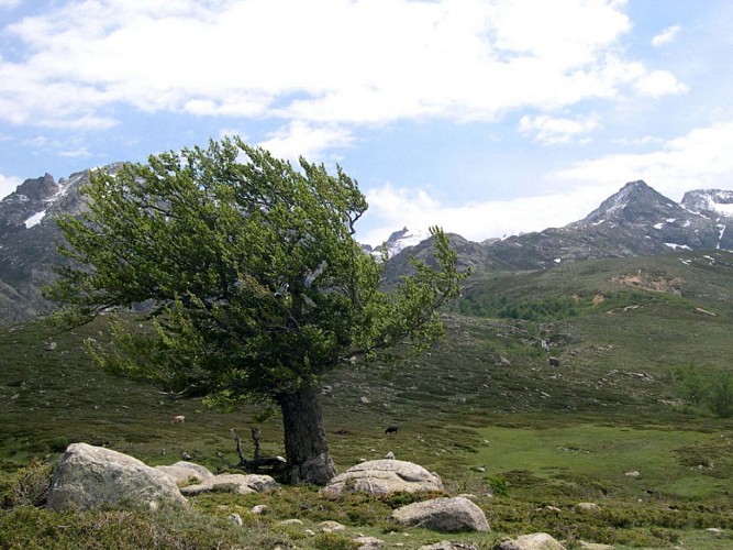 Corse- Région Cortenais- Haut Tavignano- Berg.  Ghjalichellu- Pianu di Campotile [juin 2006]
