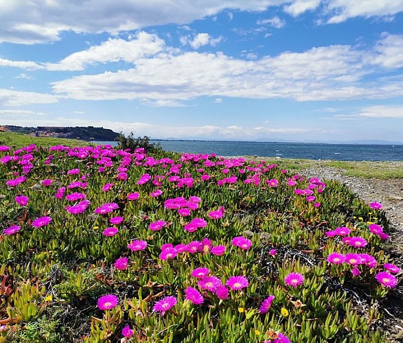 (E12 Sentier Littoral) Argelès - Cerbère