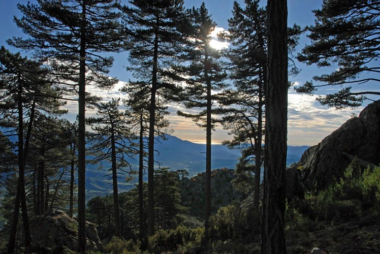 Corse- Région Cortenais- Arche de Padule et forêt de Forca [octobre 2009]