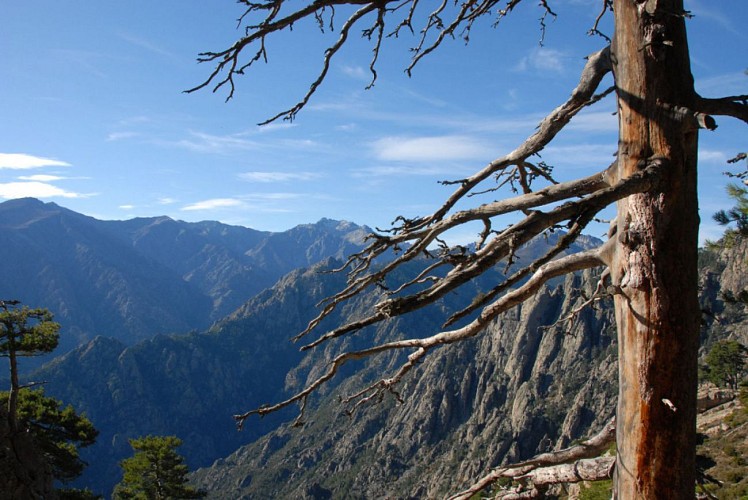 Corse- Région Cortenais- Arche de Padule et forêt de Forca [octobre 2009]