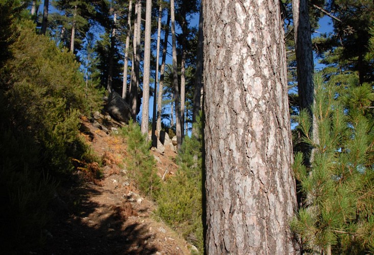 Corse- Région Cortenais- Arche de Padule et forêt de Forca [octobre 2009]