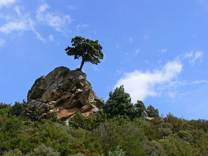 Corse- Région Cortenais/Popolasca- Arche de Castiglione [juin 2007]
