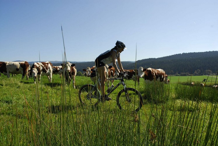 Balade en VTT dans les Montagnes du Jura