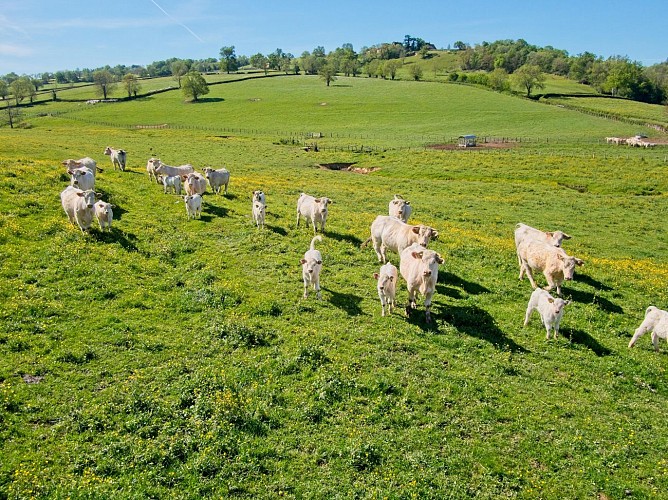 vaches charolaises