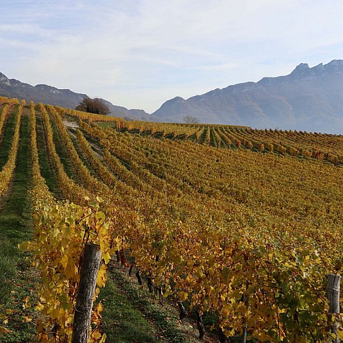 La Dent de Chat depuis les vignes de Billième