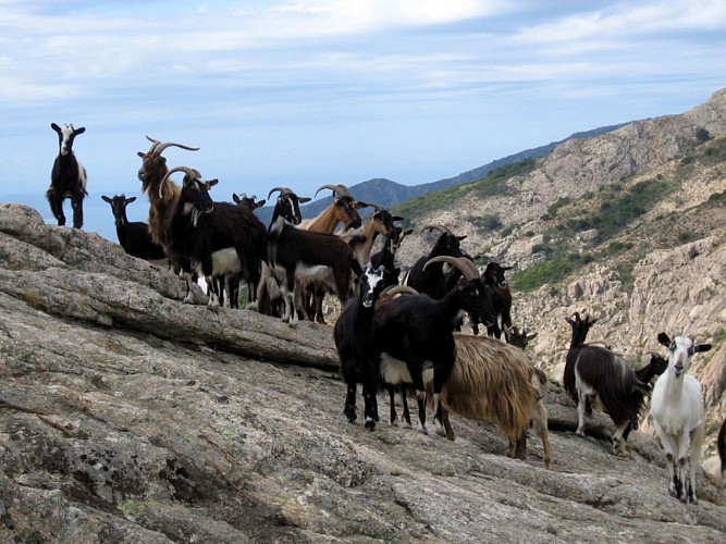 Corse- Région Evisa/Porto- Marignana- Capu Pulellu [Août 2006]