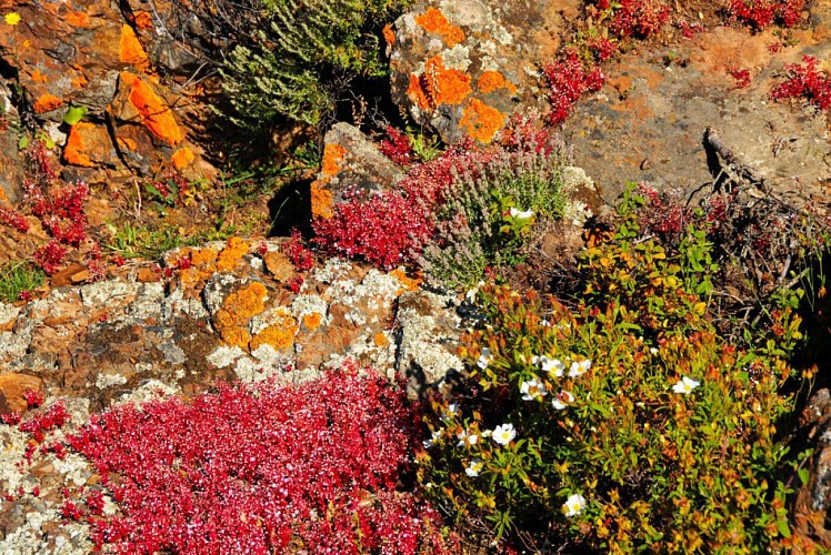 Corse- Région Evisa/Girolata- Boucle Bocca Palmarella- Capu Liccia- Girolata- Tra Mare e Monti [mai 2010]