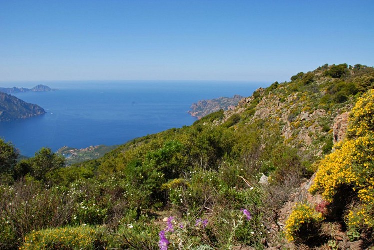 Corse- Région Evisa/Girolata- Boucle Bocca Palmarella- Capu Liccia- Girolata- Tra Mare e Monti [mai 2010]