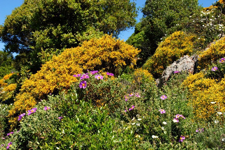 Corse- Région Evisa/Girolata- Boucle Bocca Palmarella- Capu Liccia- Girolata- Tra Mare e Monti [mai 2010]