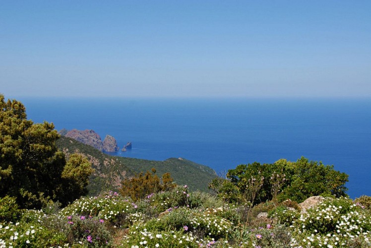 Corse- Région Evisa/Girolata- Boucle Bocca Palmarella- Capu Liccia- Girolata- Tra Mare e Monti [mai 2010]