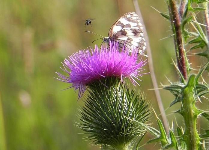 Papillon falisolle