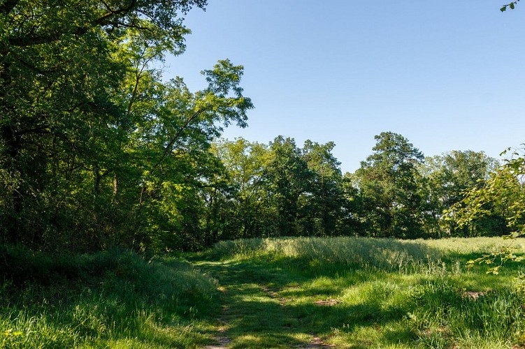 Rundweg zum Teich von Léchères in St Paul de Varax