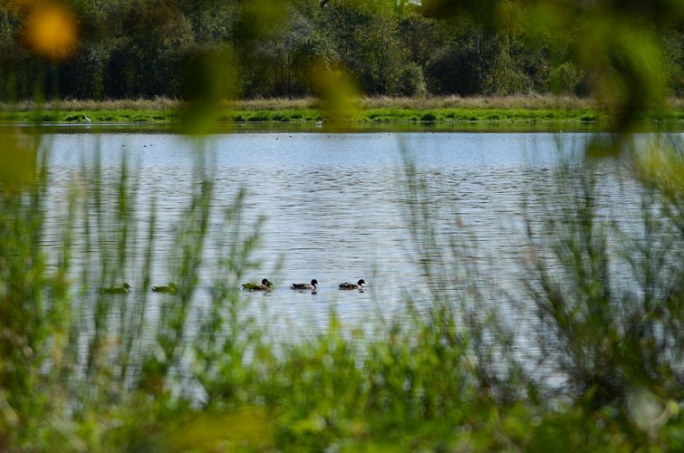 Rundweg der 11 Teiche in St Nizier le Désert