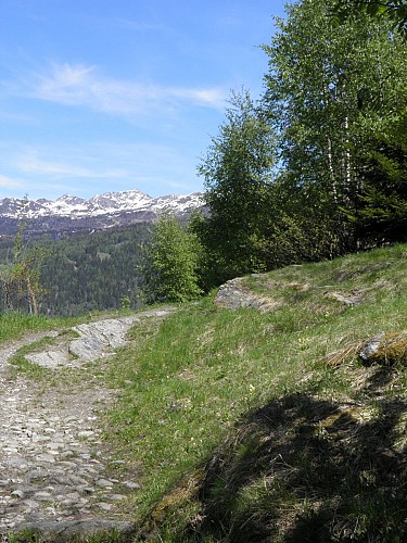 The Nature Trail