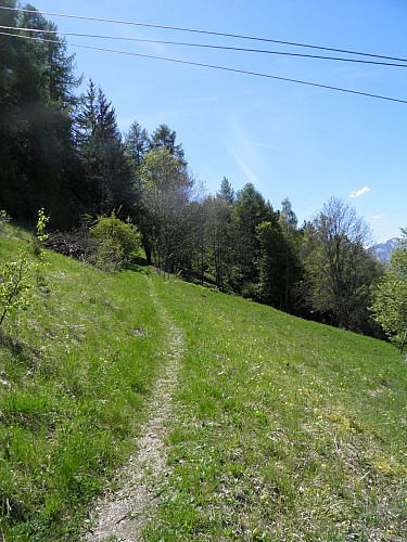 The Nature Trail