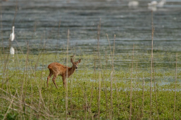 Visita dell'area naturale sensibile del Grand Birieux a St Marcel