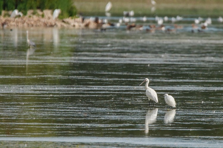 Visita dell'area naturale sensibile del Grand Birieux a St Marcel