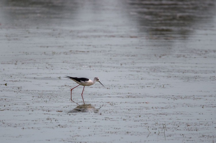 Rondleiding door het kwetsbare natuurgebied Grand Birieux in St Marcel
