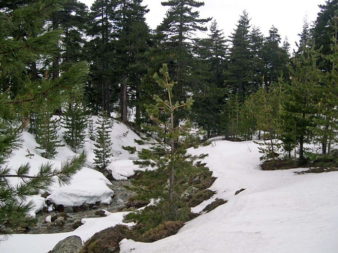 Corse- Région Niolo/Valdu Niellu- Bergeries de Chieni [Neige- Mars 2006]