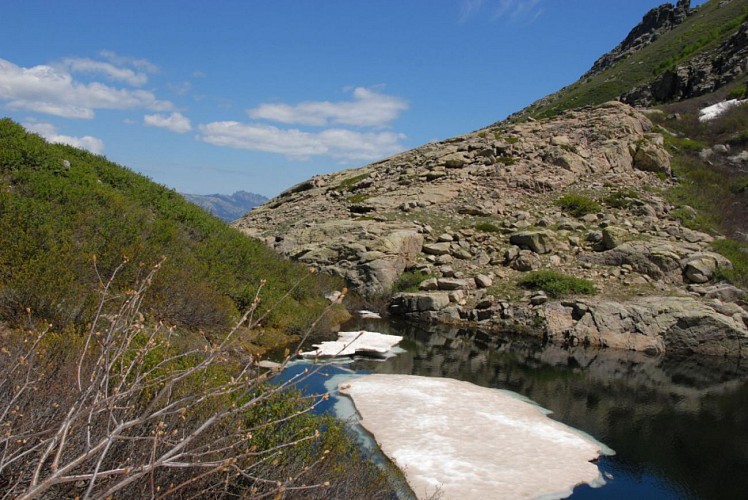 Corse- Région Niolo/Valdu Niellu- Lac de Lavigliolu- Berg. de Capanelle