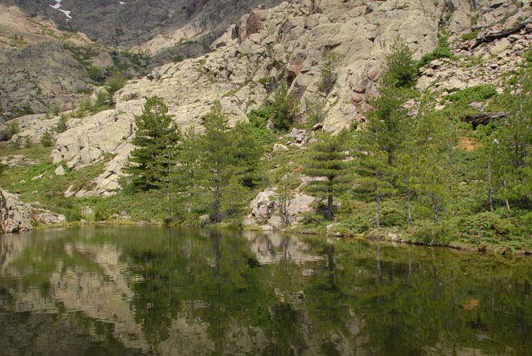Corse- Région Niolo/Côté Gde Barrière- Mare de la Paglia Orba- Berg. de Ballone [juillet 2009]