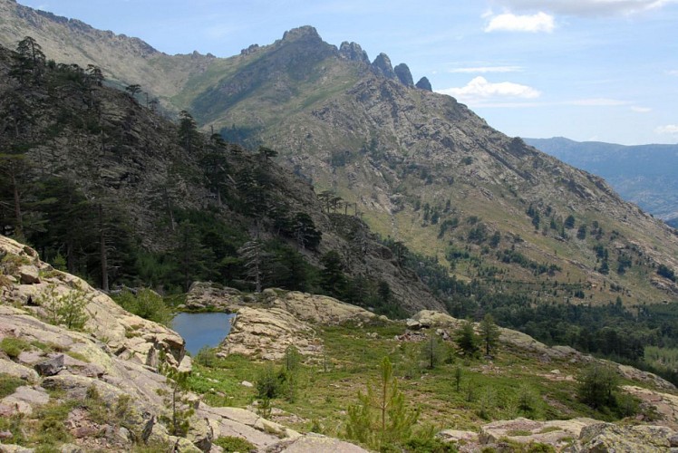 Corse- Région Niolo/Côté Gde Barrière- Mare de la Paglia Orba- Berg. de Ballone [juillet 2009]