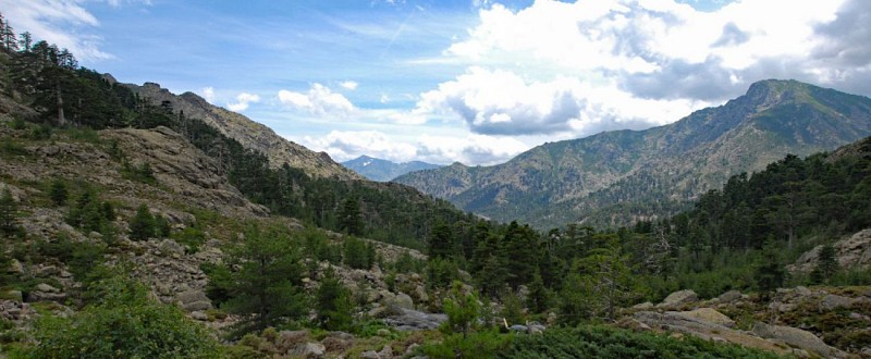 Corse- Région Niolo/Côté Gde Barrière- Mare de la Paglia Orba- Berg. de Ballone [juillet 2009]