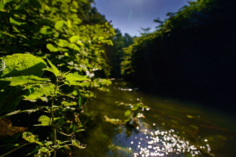 MTSO_SPY_28062019_0045