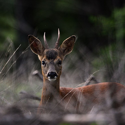 Sentier Pic du Cheix Blanc, À la découverte de faune de la Comté