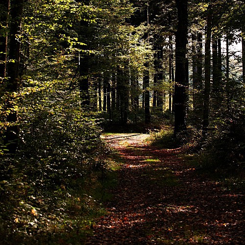 Sentier Pic du Cheix Blanc, À la découverte de faune de la Comté