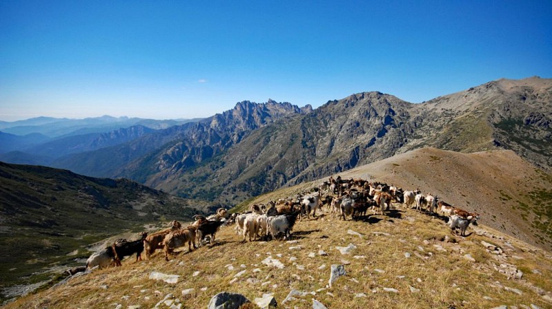 Corse- Région Vizzavona/Vallée Manganello- Boucle Canaglia- Ref. Petra Piana- Ref. Onda- Canaglia